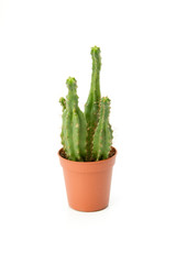 Cactus isolated on a white background