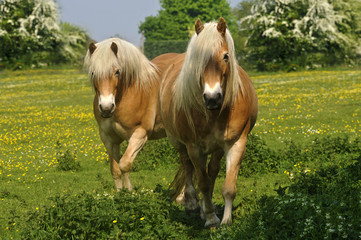Deux chevaux haflinger en marche
