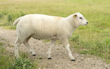 Young sheep walking on path