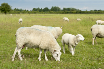 Obraz premium Group of sheep