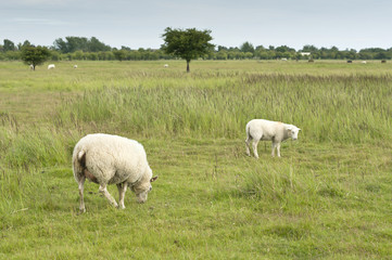 Fototapeta na wymiar Young sheep walking on path