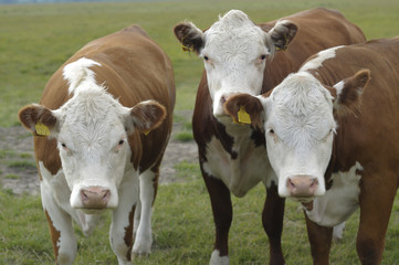 Fototapeta na wymiar Head of brown and white cows