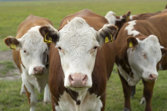 Head of brown and white cows