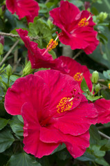 Hibiscus red flowers