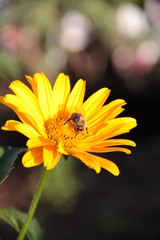 A bee collecting pollen from a yellow blooming flower