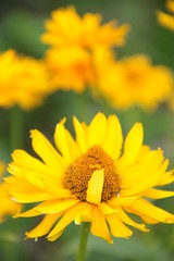 A yellow blooming flower on the background of other.