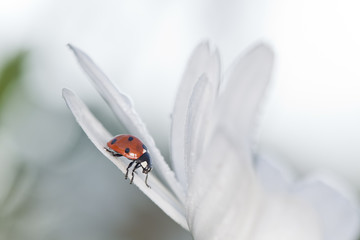 Ladybug on daisy, bright sunlight
