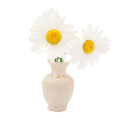 daisy in a vase