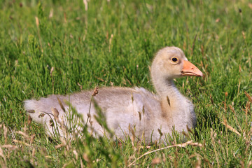 Youngster of white-fronted goose