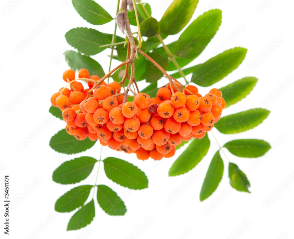 Poster rowanberry