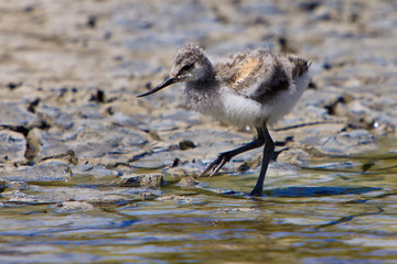 White avocet bird walking near water