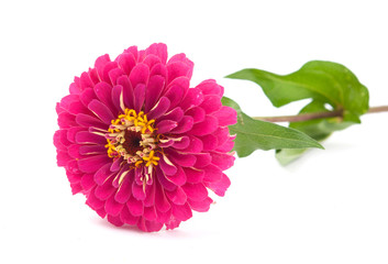 zinnia flower