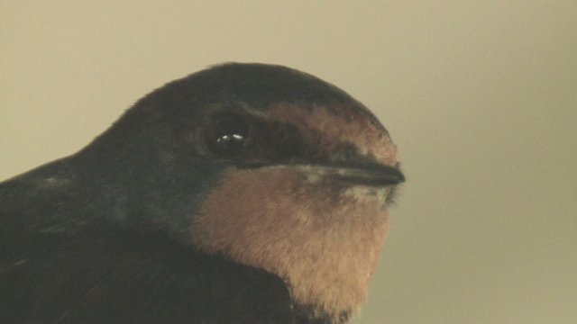 rauchschwalbe