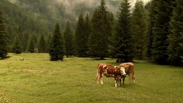 Two happy cows in green pasture