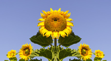 symmetrical sunflowers composition