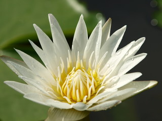 Blossom white lotus flower in lotus pond