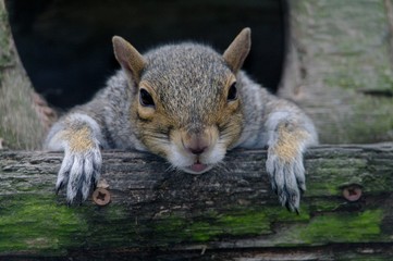 Bemused squirrel © Hedgehog