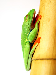 Rotaugenlaubfrosch 84