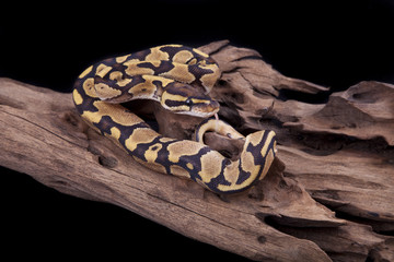 Baby Ball or Royal Python, Fire morph, on a piece of wood