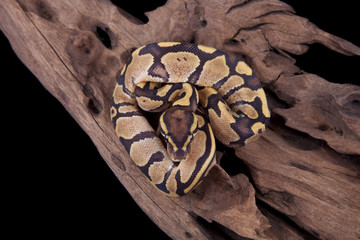 Fototapeta premium Baby Ball or Royal Python, Fire morph, on a piece of wood
