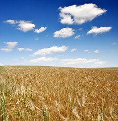 golden wheat in the blue sky background