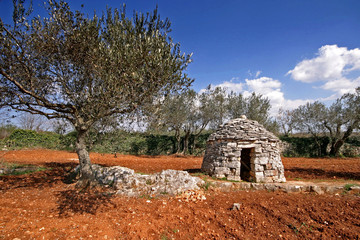 Fototapeta premium Red Istrian soil, stonemade shelter and olive trees