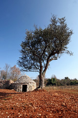 Naklejka premium Istrian Kazun and the olive tree