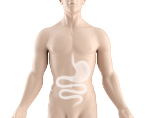 Naklejka premium Magen, Darm, Verdauungstrakt