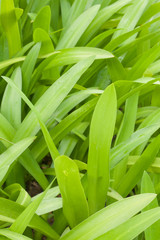 green leaves background