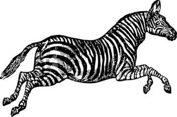 Zebra