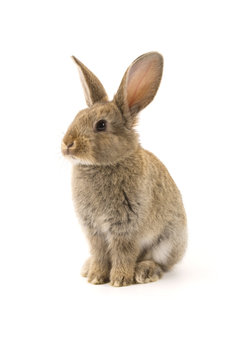 Adorable rabbit isolated on white