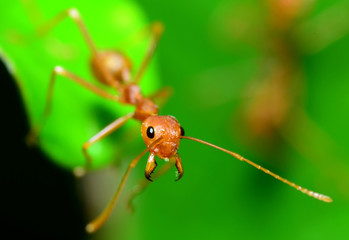 Ant - Macro