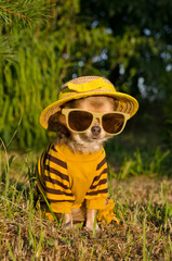 Chihuahua dressed with suit, straw hat and glasses in the garden