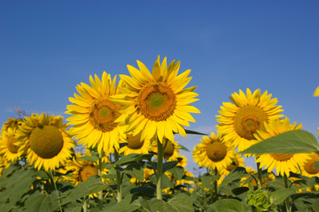 Fototapeta premium Bees pollinate sunflowers