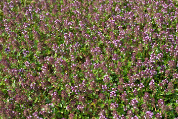 Flowers in the field.