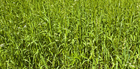 Beauty of simple plants. Grass