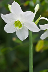 Obraz premium lys de l'Annonciation