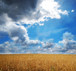 grain field and beautiful sky