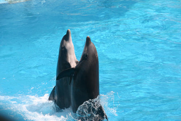 Dolphins Dance