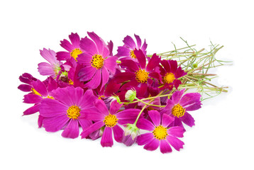 Crimson flowers on a white background
