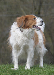 Fototapeta premium KOOIKERHOUNDJE