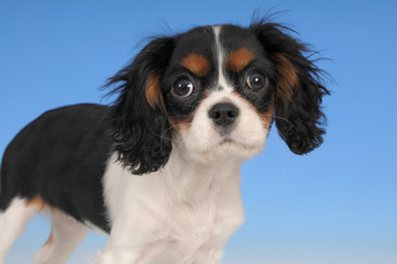 CAVALIER KING