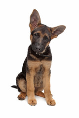 German Shepherd puppy