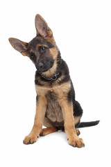 German Shepherd puppy