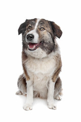 Aidi or atlas mountain dog