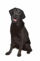 Black Labrador