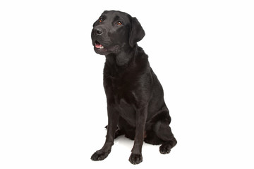 Black Labrador