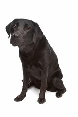 Black Labrador