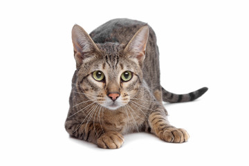 Savannah cat
