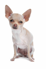 short haired chihuahua